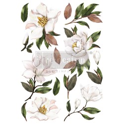 redesign transfer magnolia grandiflora